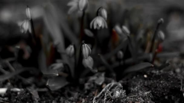 Il fiore di fiocco di neve colorato nero — Video Stock