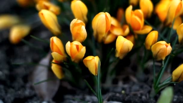 Το φυτό κρόκος με πορτοκαλί λουλούδι — Αρχείο Βίντεο
