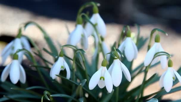 The bulb-like shape of the snowdrop flower — Stock Video