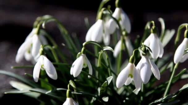 The white snowdrop flowers — Stock Video