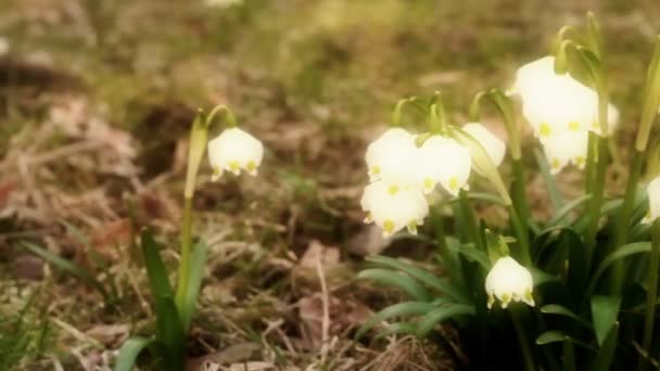 La belle scène du flocon de neige — Video