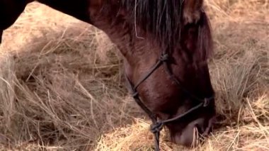 otları yiyen bir at