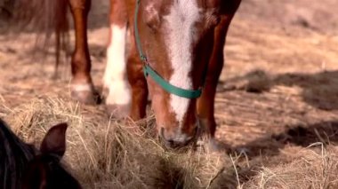 otları çiğneme kahverengi at