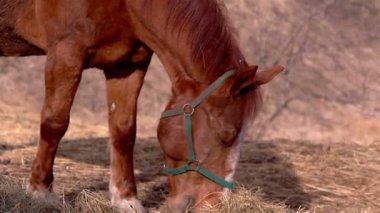 yemek için biraz ot almak at