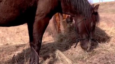 yeme ve otlar çiğneme atlar