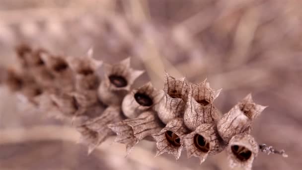 A planta henbane — Vídeo de Stock