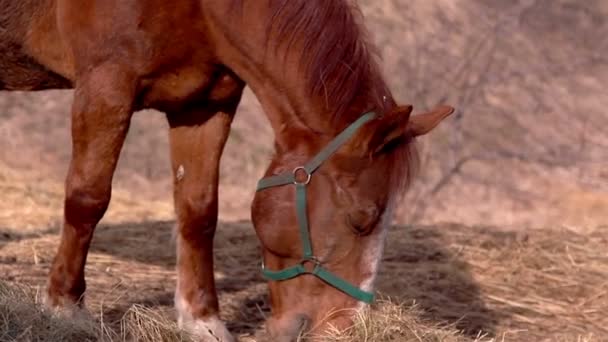 Кінь отримує траву, щоб поїсти — стокове відео