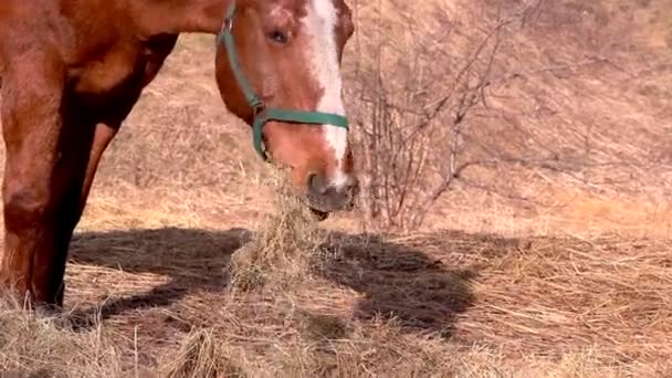 L'ombra del cavallo che mangia — Video Stock