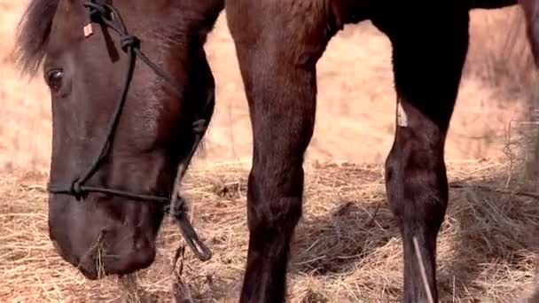 Un cheval noir jouissant de l'herbe 