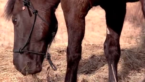 Un caballo negro disfrutando de la hierba — Vídeos de Stock