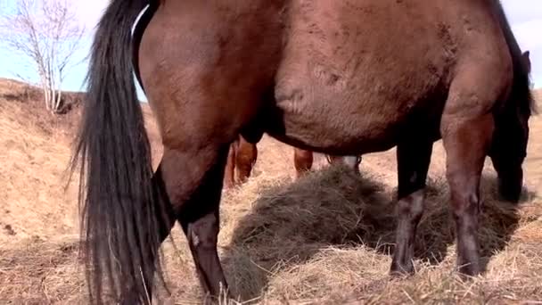 Два коні їдять траву — стокове відео