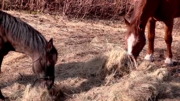 Много травы для лошади — стоковое видео