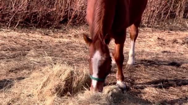 Um cavalo castanho agarrando algumas gramíneas — Vídeo de Stock