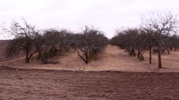 枯萎的苹果树 — 图库视频影像