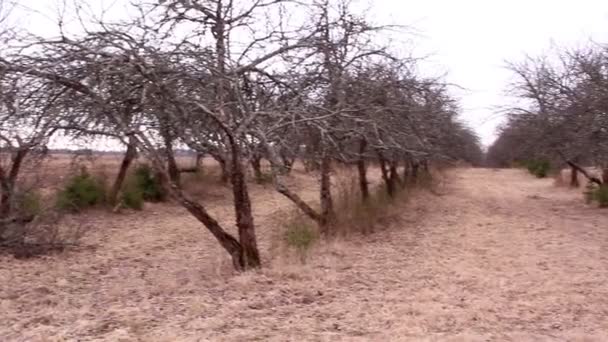 Muita macieira seca de um jardim — Vídeo de Stock