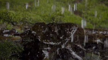 moss düşen su damlaları