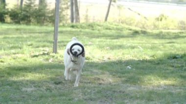 bir halka ile çalışan bir labrador