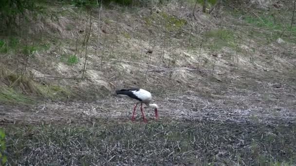 Un pájaro cigüeña blanca recogiendo algo en el suelo — Vídeos de Stock