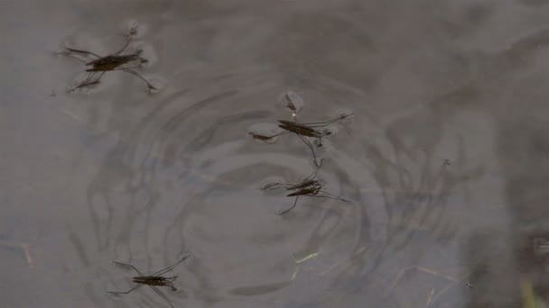 Cuatro strider de agua en el estanque — Vídeos de Stock