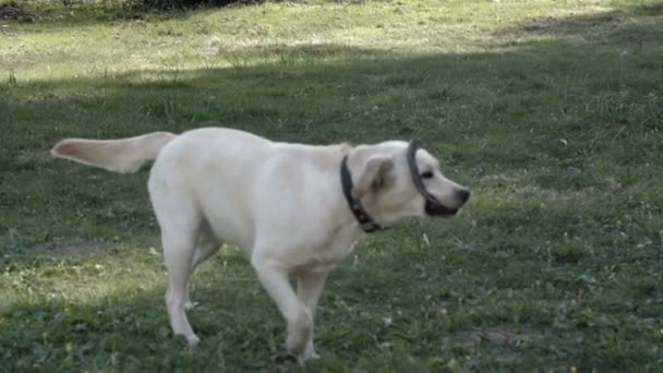 Labrador chien blanc jouant avec une bague 