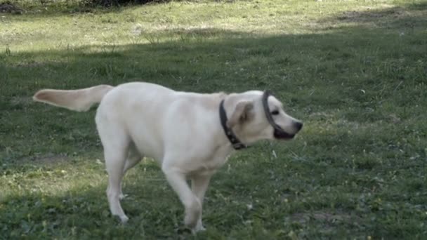 Labrador vit hund leker med en ring — Stockvideo