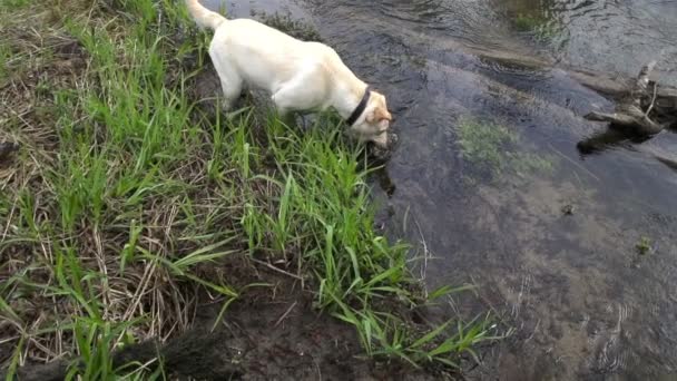 A white dog drinking water on the river — Stock Video