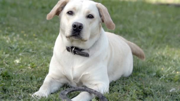 De witte labrador liggend op de grond — Stockvideo