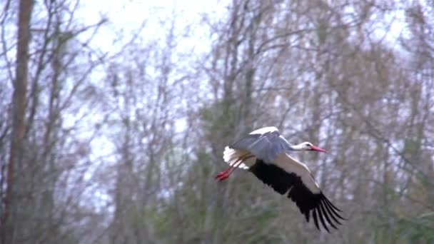 Белый аист расправляет крылья — стоковое видео