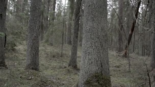 Árvores de abeto altas na floresta — Vídeo de Stock