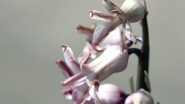 Eine weiße Orchideenblume — Stockvideo