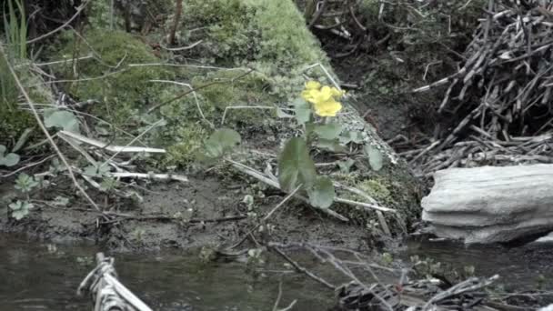 Caltha palustris sur le bord de la rivière 