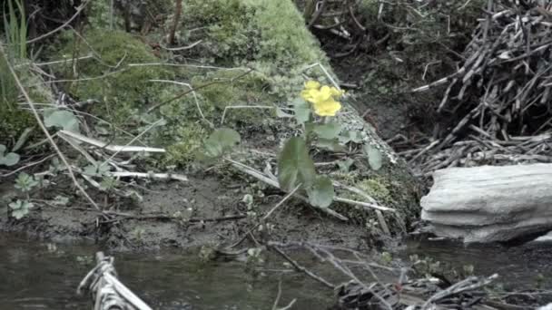 Caltha palustris no lado do rio — Vídeo de Stock