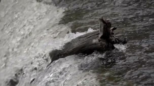 Вода бежит по реке — стоковое видео