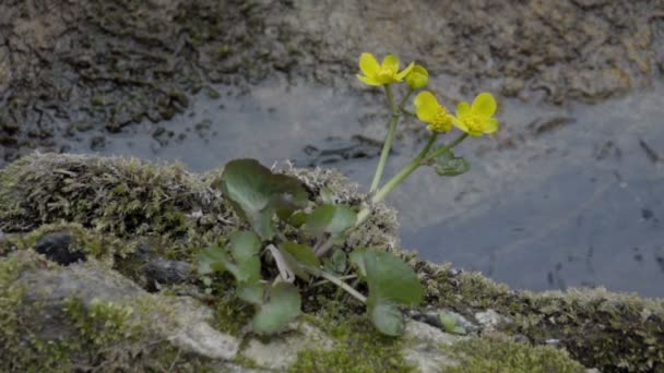 Une fleur de souci du marais sur un lac — Video