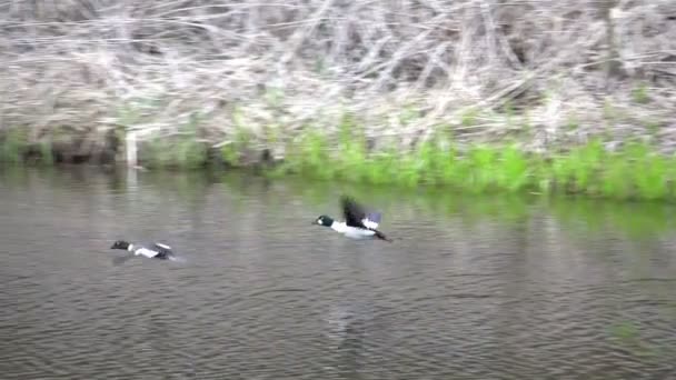 Two fying birds above the river — Stock Video