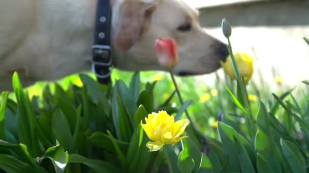 Een labrador huisdier hond ruiken een bloem — Stockvideo