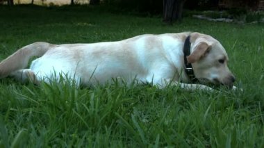 Labrador retriever köpek çim üzerinde yalan