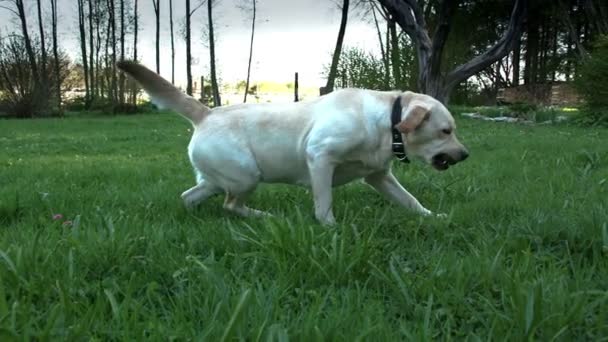 Hond langzaam liggen op het gras — Stockvideo