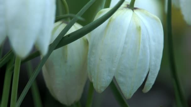 Beyaz kardelen çiçek — Stok video