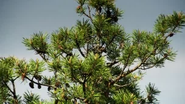 Green fir-tree with fir-cones — Stock Video