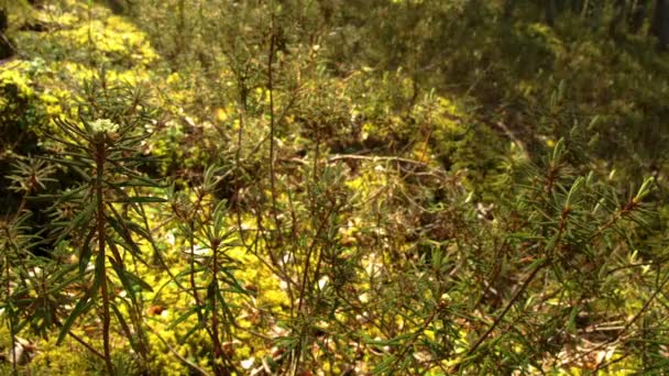 Een witte Rhododendron — Stockvideo