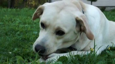 oyuncak beslenme beyaz labrador