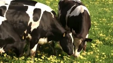 dört siyah beyaz benekli inek yiyor