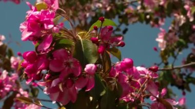 Arı kiraz çiçek bitki üzerinde gidiyor