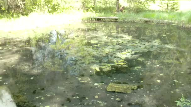 Rochers moussus d'une eau de source — Video