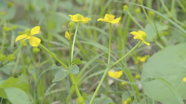 Planta amarilla de caléndula de pantano — Vídeo de stock