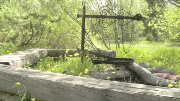 Massor av blommor och stammar på skogen — Stockvideo