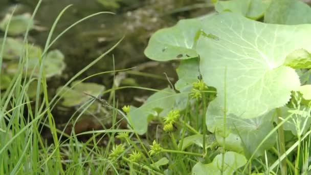 Groene planten en bloemen naast het voorjaar — Stockvideo