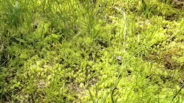 De groene grassen op de lente — Stockvideo