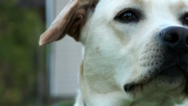 Ein niedlicher Labrador schnüffelt an seiner Nase — Stockvideo